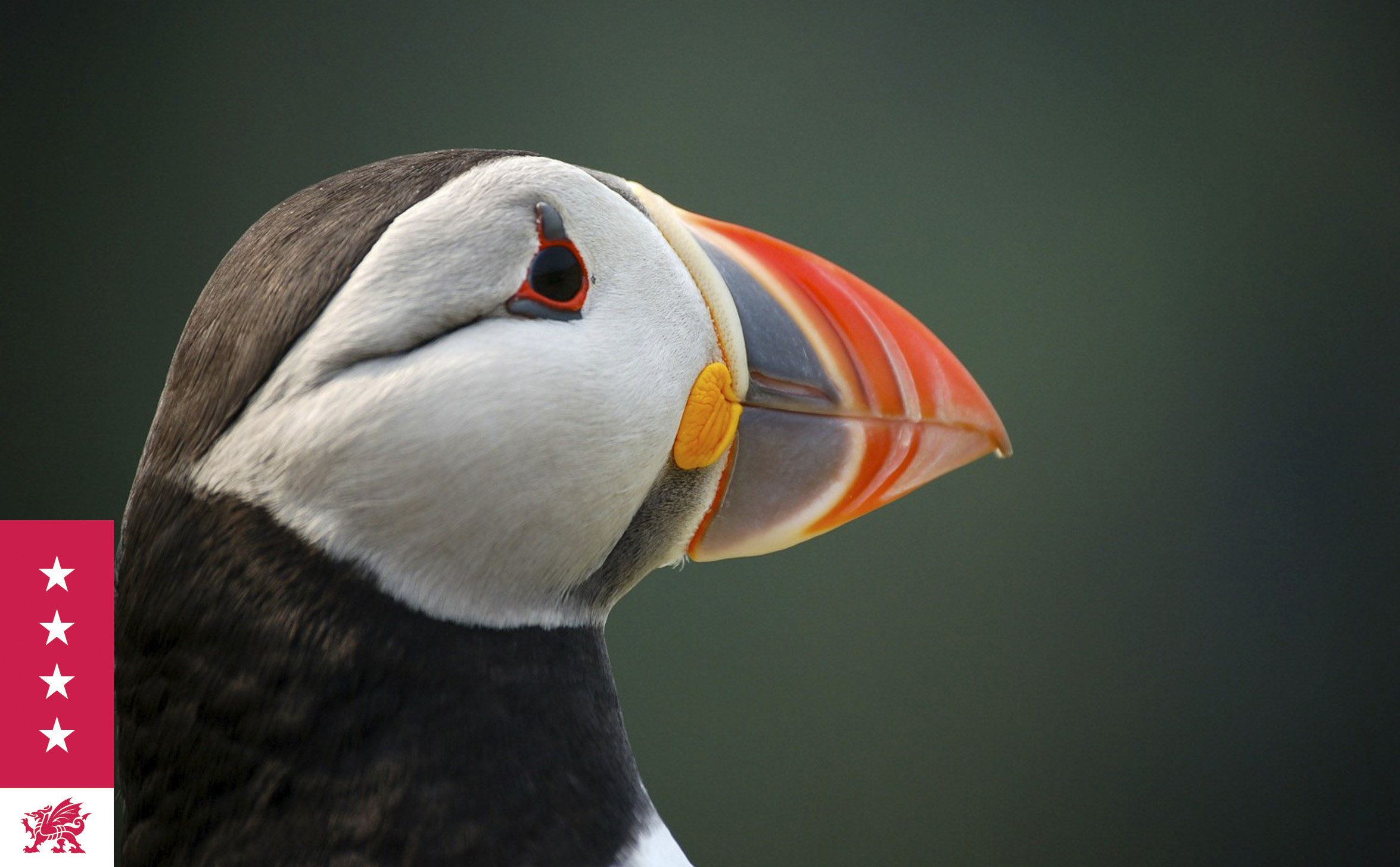 Puffins are just one of species of wildlife