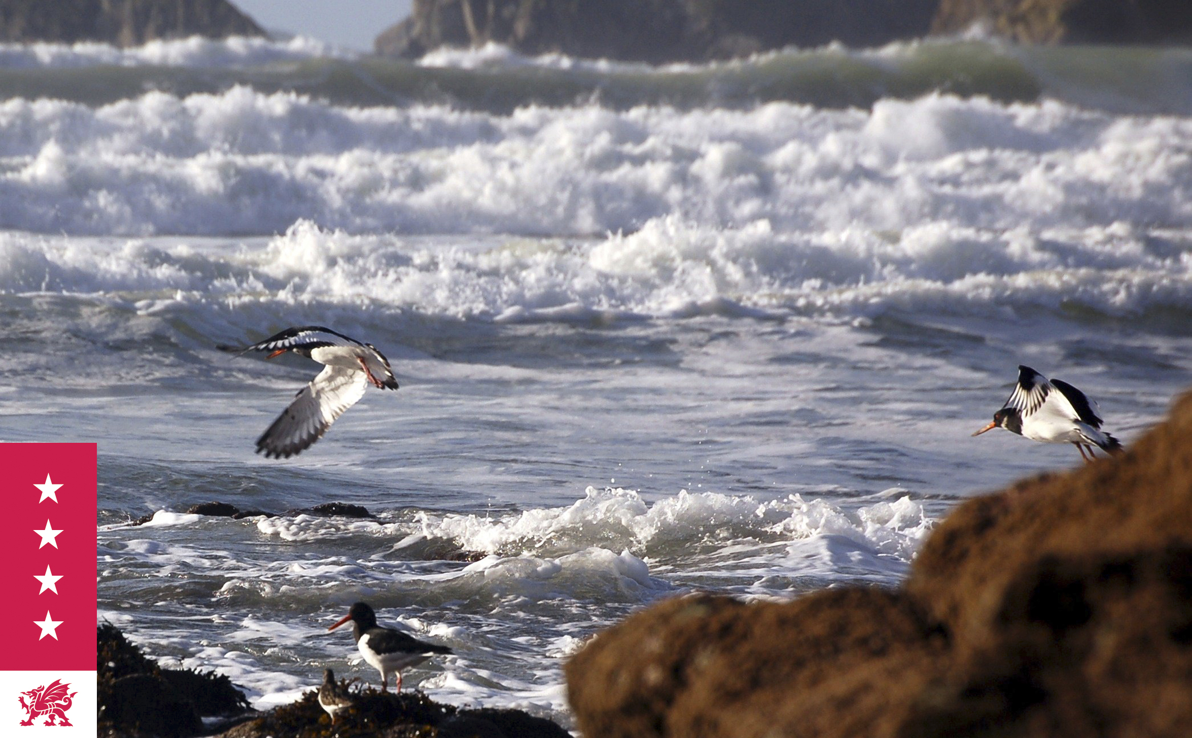 Seabirds off Pembrokeshire Coast